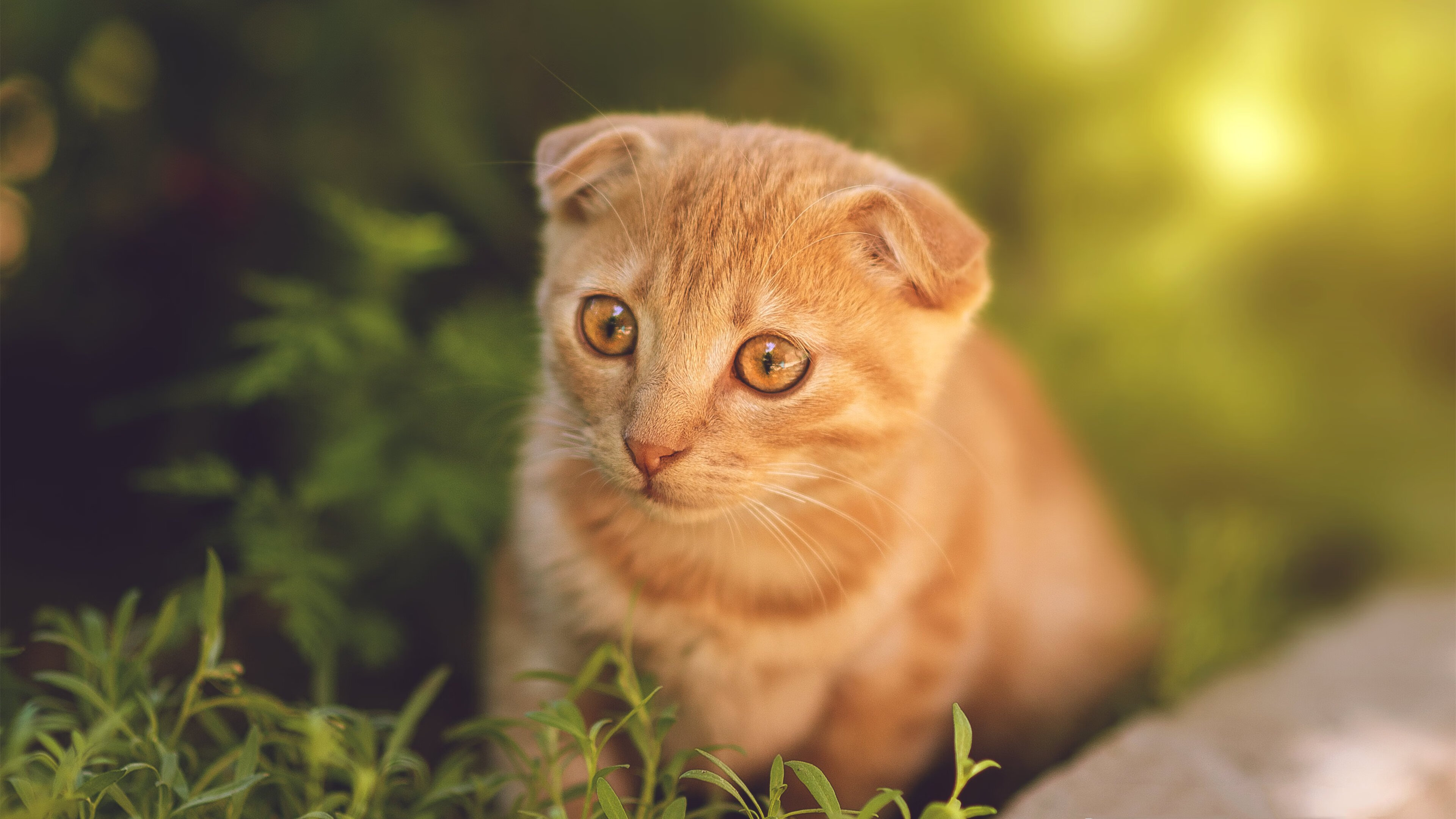 九游娱乐官网 (jiuyou)-“马科斯·梅特罗:阿根廷美洲狮队的灵活战士,未来值得期待”