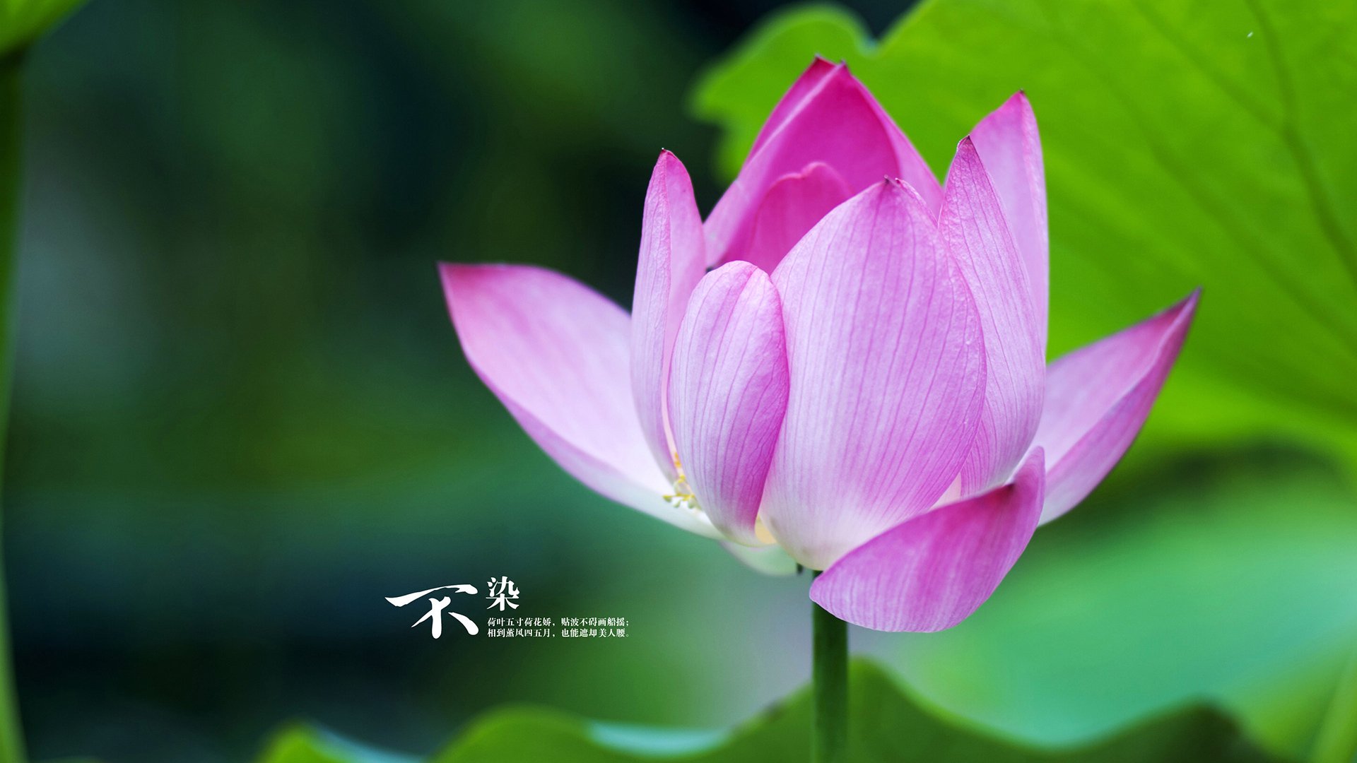 Jiuyou-仰泳状态回暖摩纳哥稳健前进,摩纳哥泳池