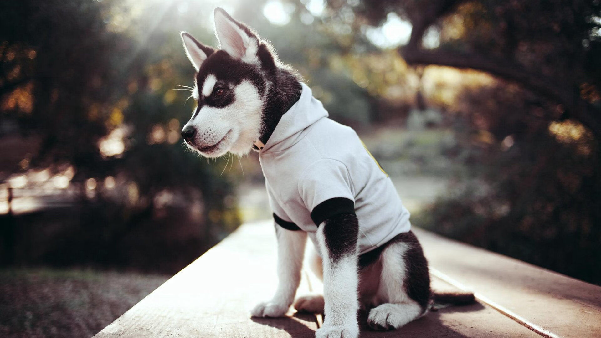 九游娱乐APP-格鲁吉亚女篮在欧洲锦标赛中再夺荣誉,亮丽国际舞台,格鲁吉亚篮球赛