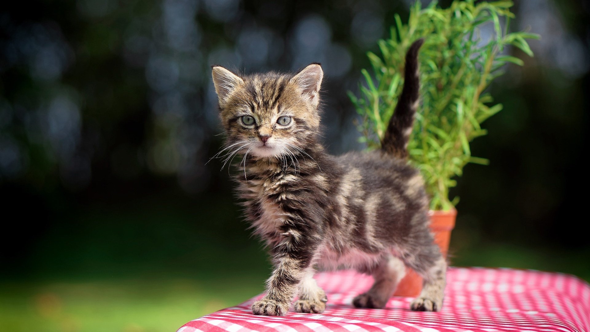 九游官网pc-法甲未来新星：竞技场上的新领袖！，法甲新赛季前瞻