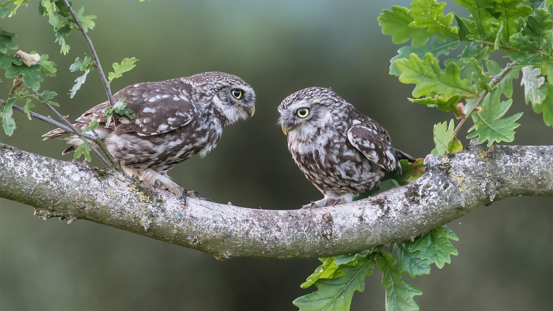 九游app下载中心-美洲杯团体合作:精彩配合让人惊叹,美洲杯柜